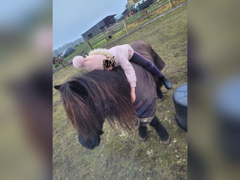 Shetland Ponys Stute 11 Jahre 115 cm Rappe in Elsdorf-Westerm&#xFC;hlen