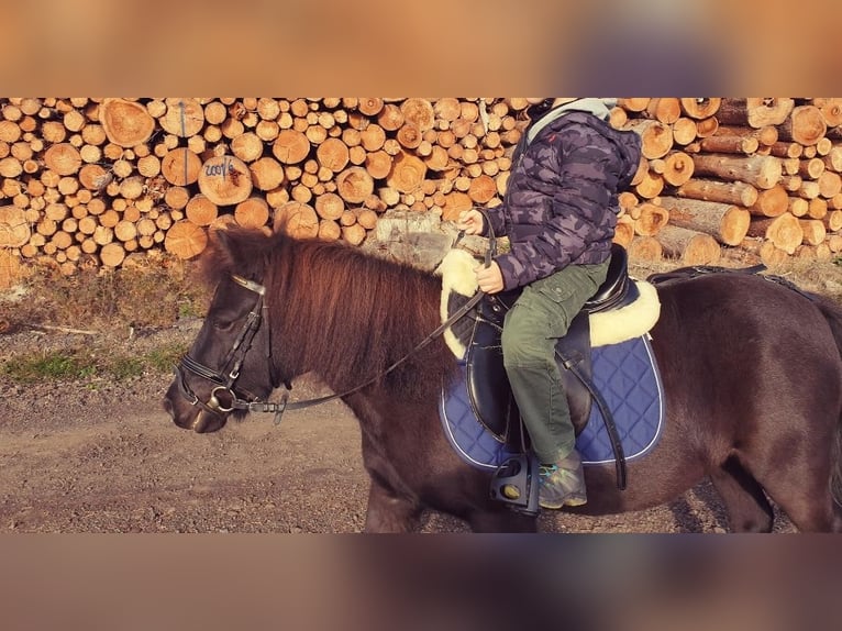 Shetland Ponys Stute 11 Jahre 120 cm Rappe in Oberaula