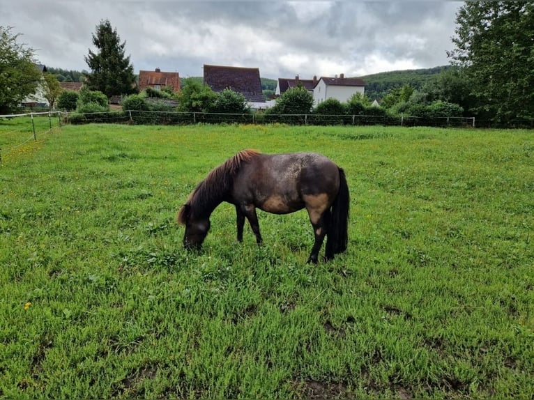 Shetland Ponys Stute 11 Jahre 120 cm Rappe in Oberaula