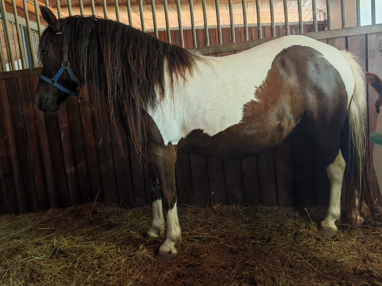 Shetland Ponys Stute 11 Jahre 120 cm Schecke in Lutzmannsburg