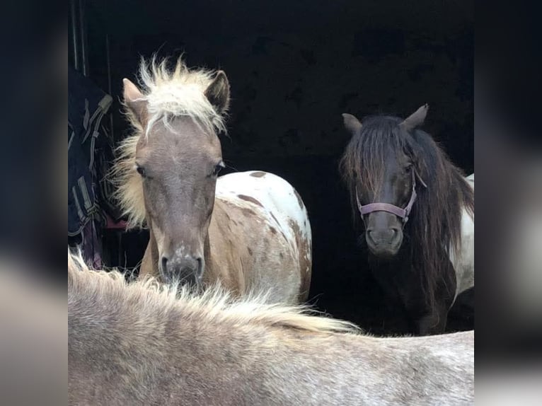 Shetland Ponys Stute 11 Jahre 120 cm Schecke in Lutzmannsburg