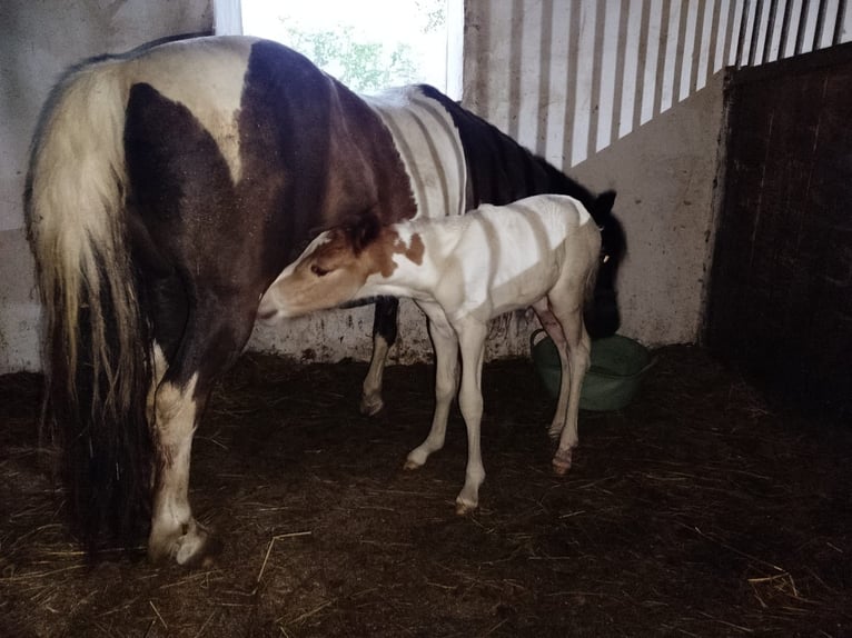 Shetland Ponys Stute 11 Jahre 120 cm Schecke in Lutzmannsburg