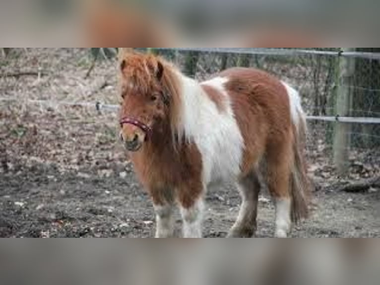 Shetland Ponys Stute 11 Jahre 120 cm Schecke in Stuttgart