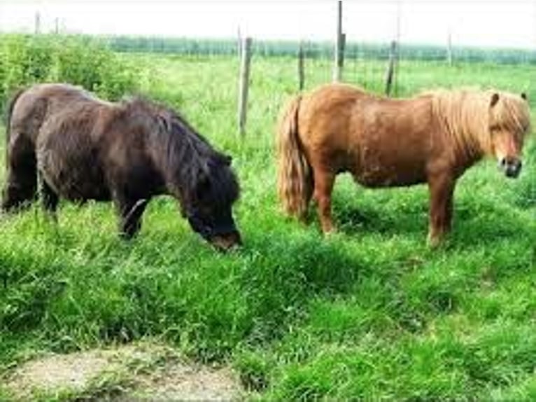 Shetland Ponys Stute 11 Jahre 120 cm Schecke in Stuttgart