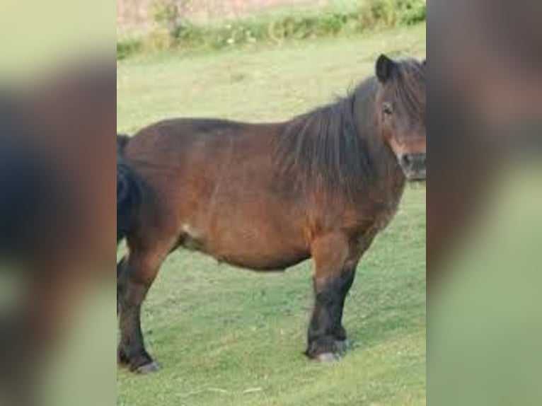 Shetland Ponys Stute 11 Jahre 120 cm Schecke in Stuttgart