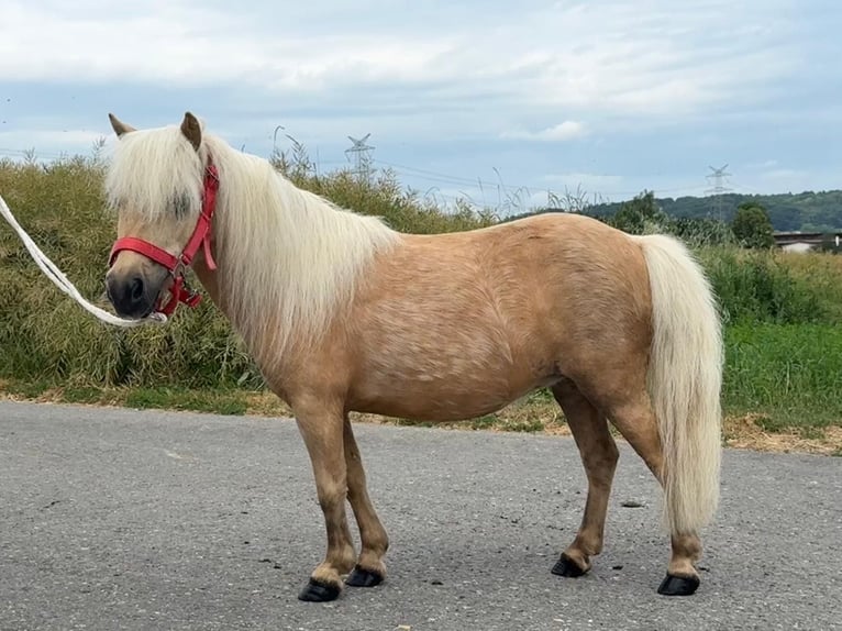Shetland Ponys Stute 11 Jahre 80 cm Palomino in Riedlingen