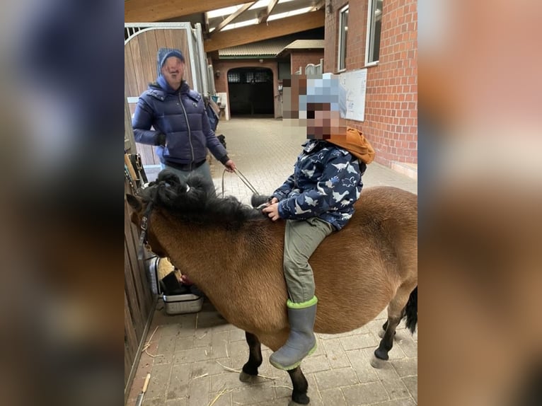 Shetland Ponys Stute 11 Jahre 88 cm Brauner in Reinbek