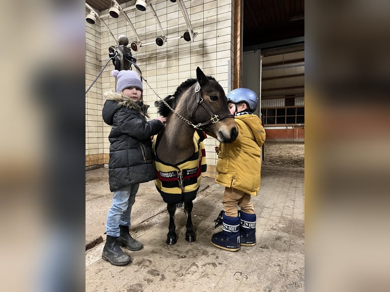 Shetland Ponys Stute 11 Jahre 88 cm Brauner in Reinbek