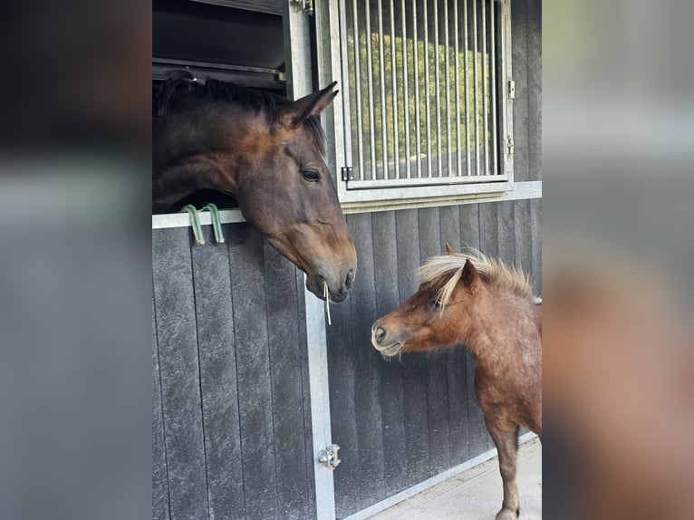 Shetland Ponys Stute 11 Jahre 90 cm Roan-Bay in GROTE-BROGEL