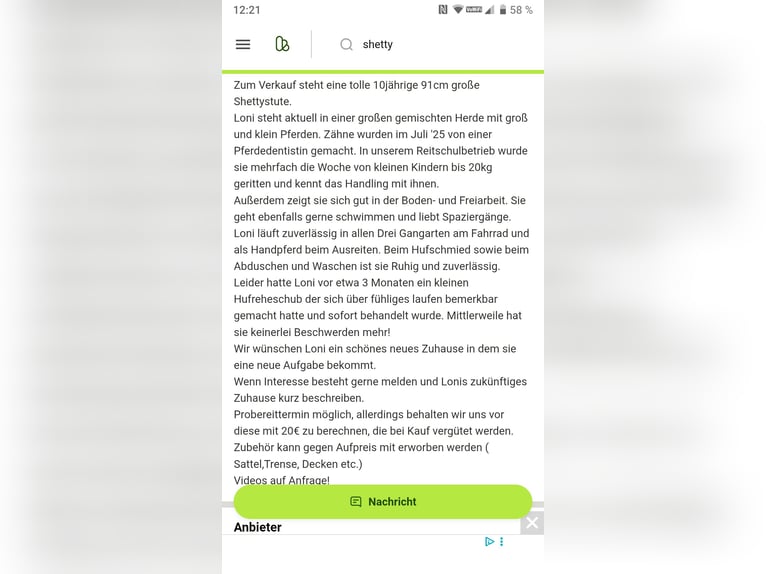 Shetland Ponys Stute 11 Jahre 91 cm Fuchs in Hahnenknoop