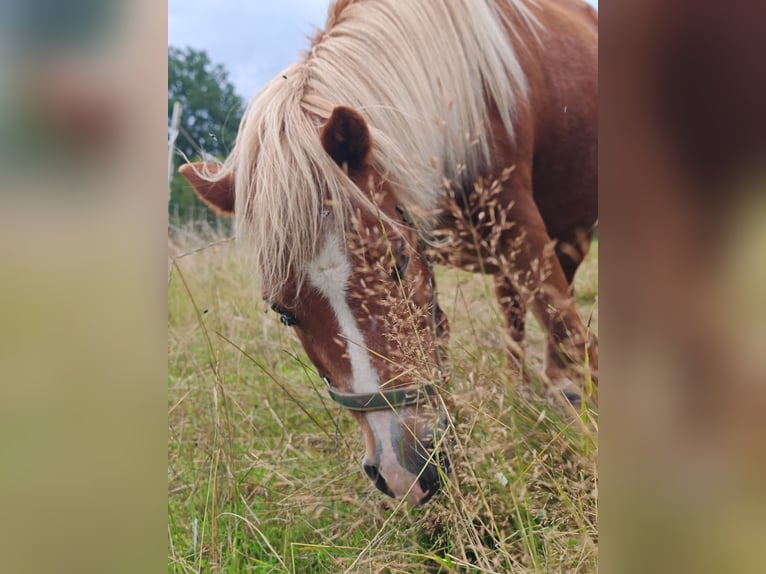 Shetland Ponys Stute 11 Jahre 95 cm Fuchs in Erlau