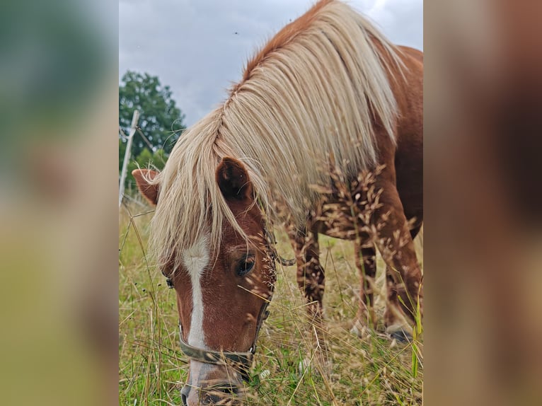 Shetland Ponys Stute 11 Jahre 95 cm Fuchs in Erlau