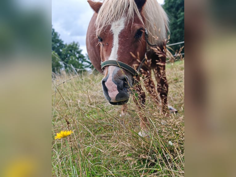 Shetland Ponys Stute 11 Jahre 95 cm Fuchs in Erlau