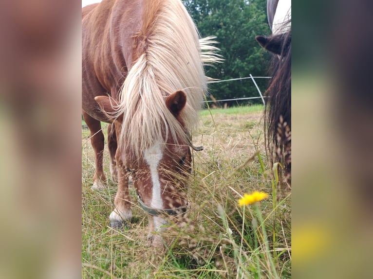 Shetland Ponys Stute 11 Jahre 95 cm Fuchs in Erlau