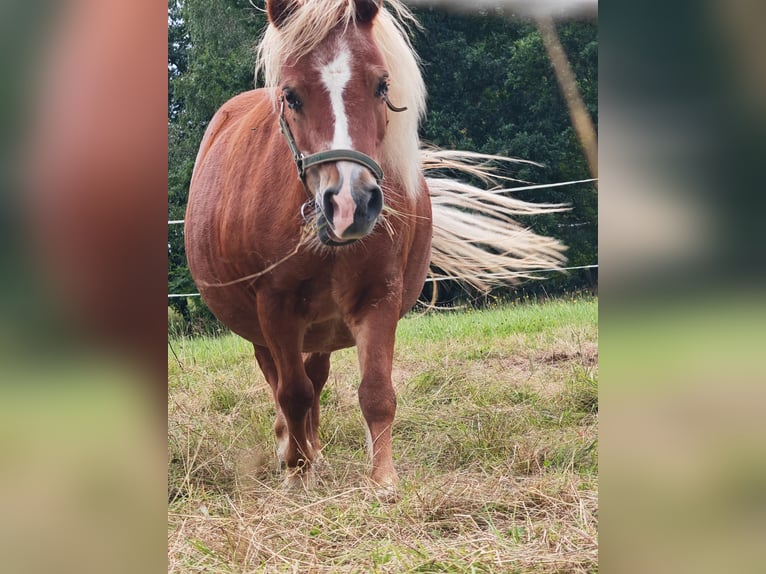 Shetland Ponys Stute 11 Jahre 95 cm Fuchs in Erlau
