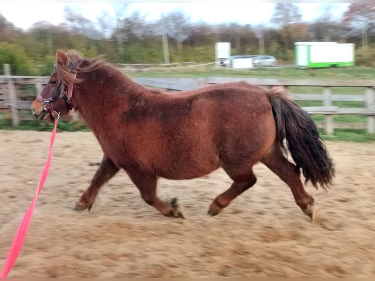 Shetland Ponys Stute 11 Jahre 95 cm Fuchs in Cuxhaven