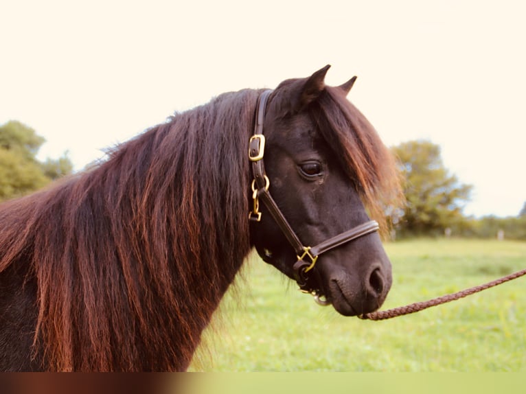Shetland Ponys Stute 12 Jahre 100 cm Rappe in Gl&#xFC;cksburg