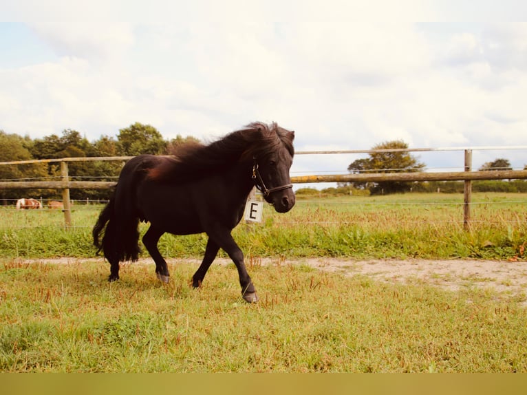 Shetland Ponys Stute 12 Jahre 100 cm Rappe in Gl&#xFC;cksburg