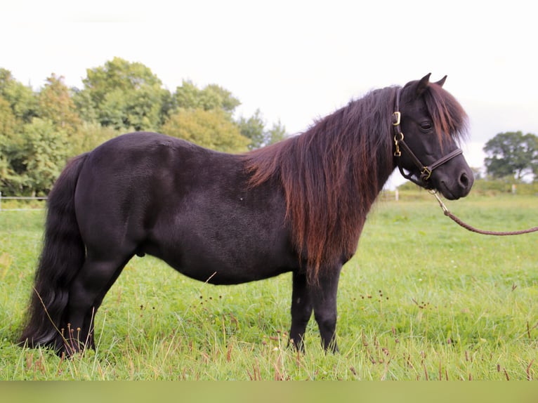 Shetland Ponys Stute 12 Jahre 100 cm Rappe in Gl&#xFC;cksburg