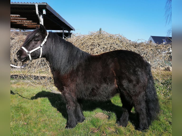 Shetland Ponys Stute 12 Jahre 100 cm Rappe in M&#xF6;nchengladbach