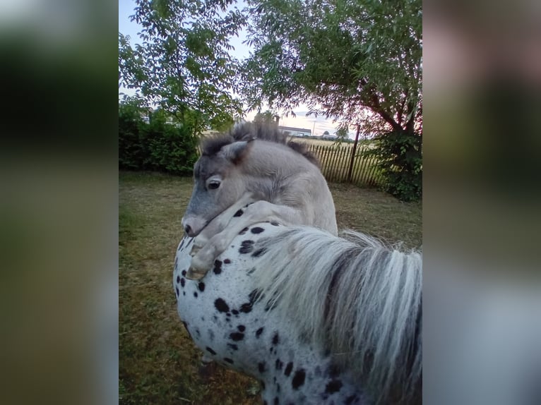 Shetland Ponys Stute 12 Jahre 102 cm Tigerschecke in Kandel