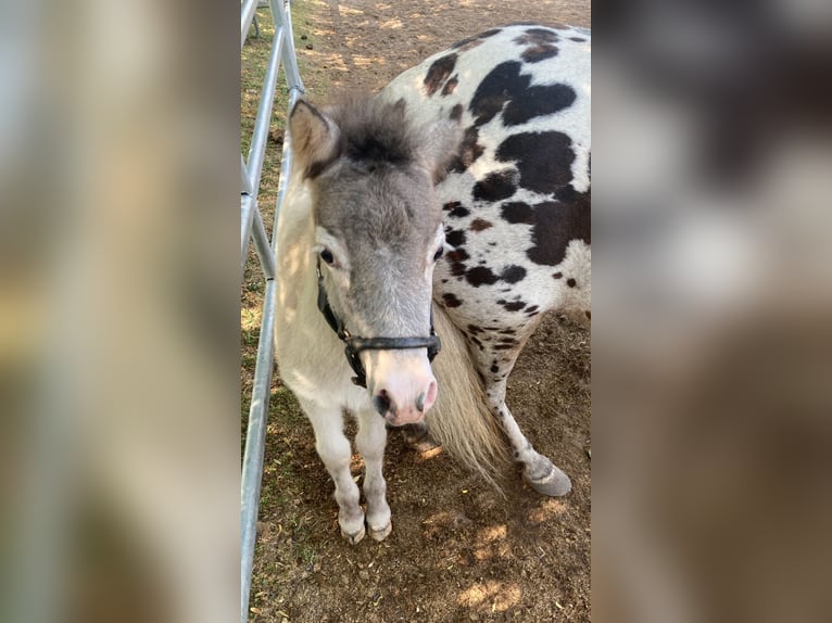 Shetland Ponys Stute 12 Jahre 102 cm Tigerschecke in Kandel