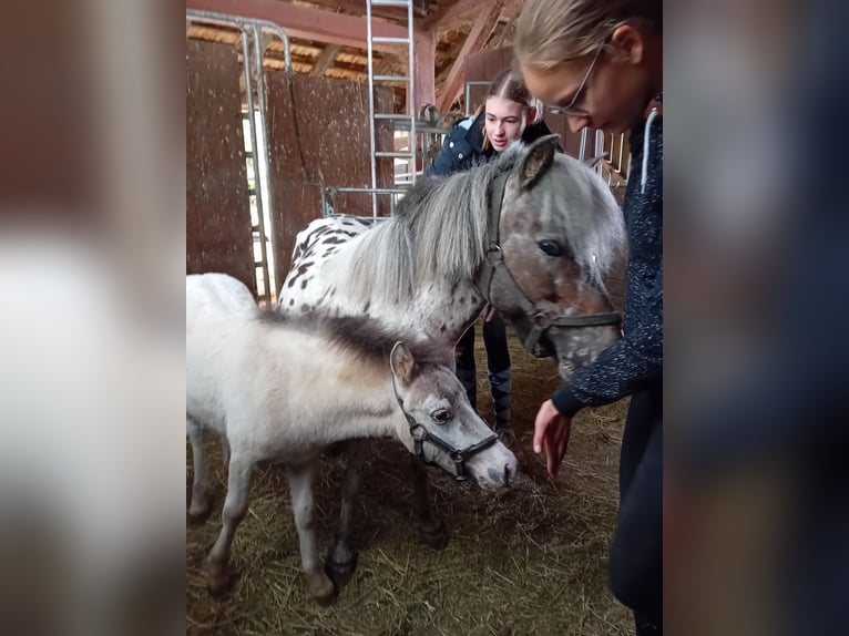 Shetland Ponys Stute 12 Jahre 102 cm Tigerschecke in Kandel