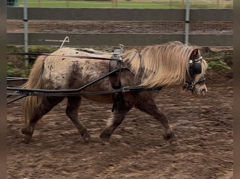 Shetland Ponys Mix Stute 12 Jahre 103 cm Tigerschecke in Eberdingen