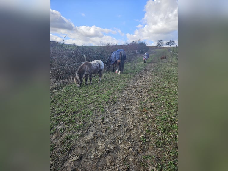 Shetland Ponys Mix Stute 12 Jahre 103 cm Tigerschecke in Eberdingen