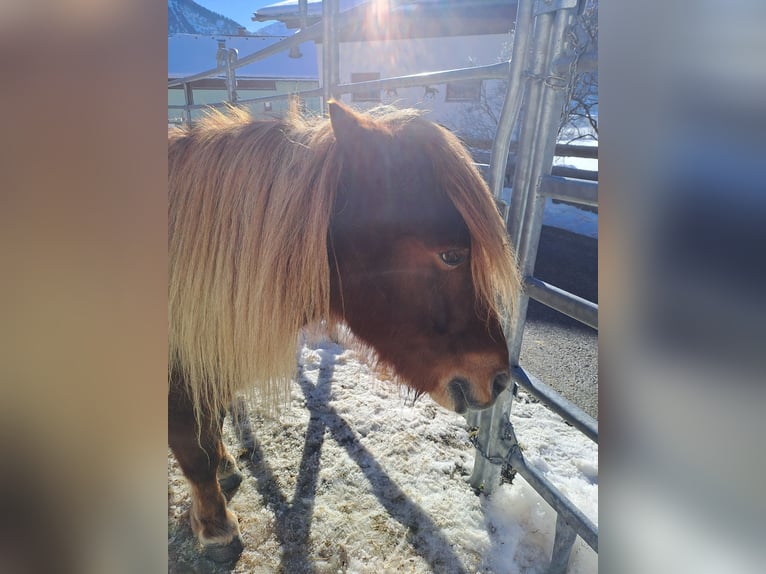 Shetland Ponys Stute 12 Jahre 104 cm in Tannheim