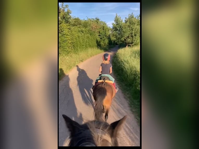 Shetland Ponys Stute 12 Jahre 105 cm Brauner in Otzberg