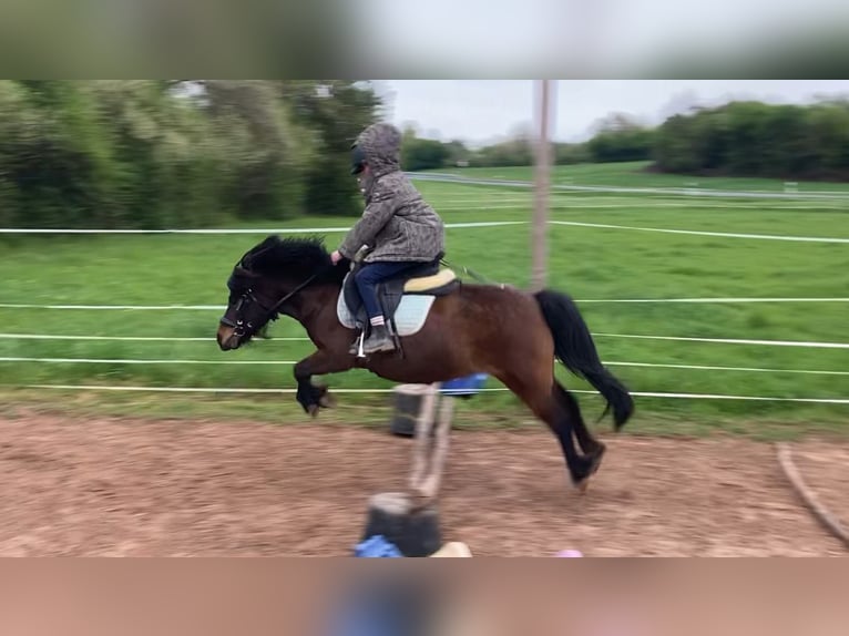 Shetland Ponys Stute 12 Jahre 105 cm Brauner in Otzberg