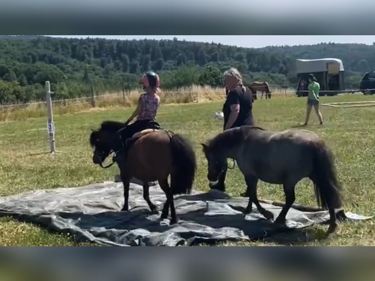 Shetland Ponys Stute 12 Jahre 105 cm Brauner in Otzberg