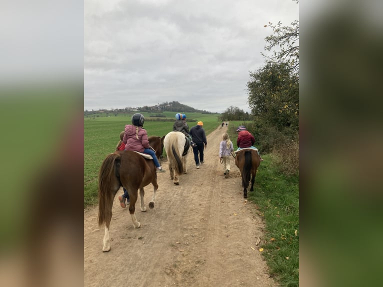 Shetland Ponys Stute 12 Jahre 105 cm Brauner in Otzberg
