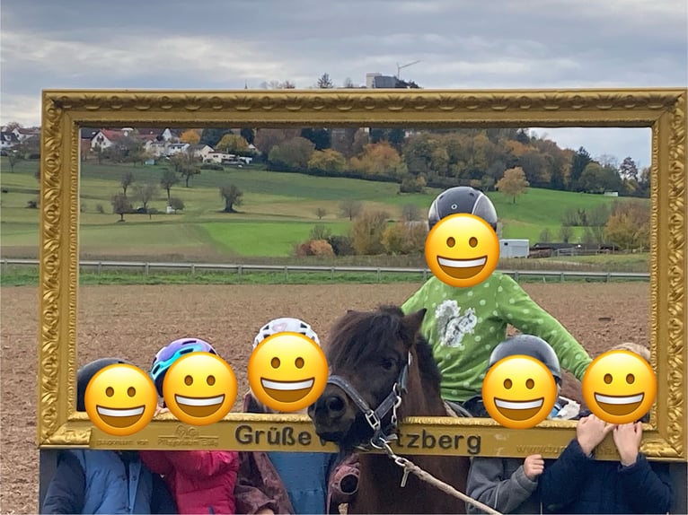 Shetland Ponys Stute 12 Jahre 105 cm Brauner in Otzberg
