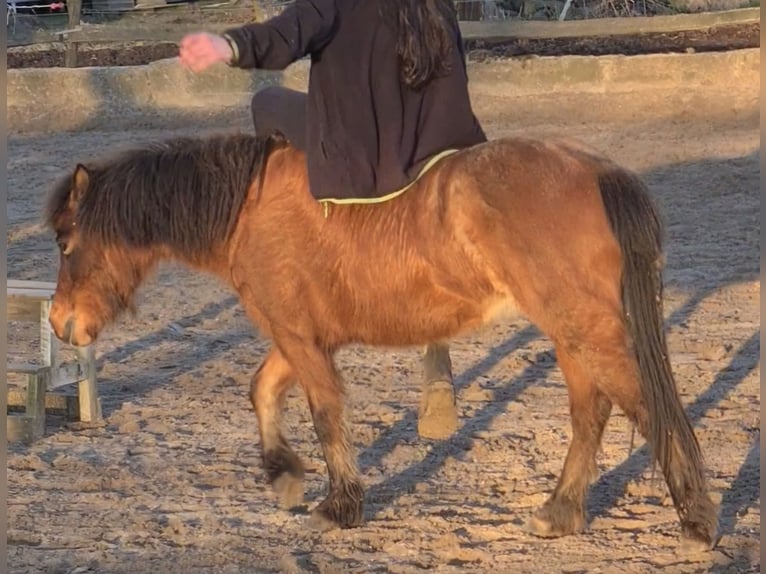 Shetland Ponys Stute 12 Jahre 108 cm Brauner in Goch