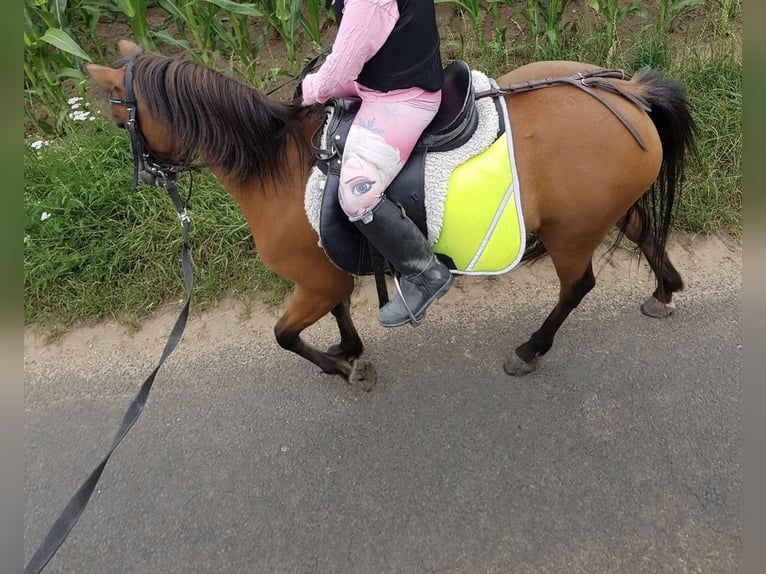 Shetland Ponys Stute 12 Jahre 108 cm Brauner in Goch