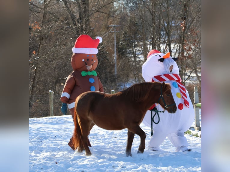 Shetland Ponys Stute 12 Jahre 122 cm Dunkelfuchs in Howell