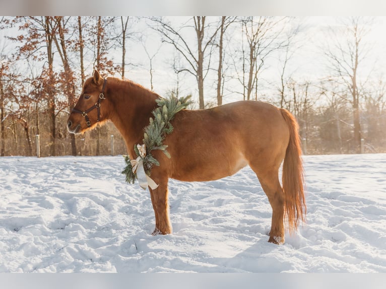 Shetland Ponys Stute 12 Jahre 122 cm Dunkelfuchs in Howell