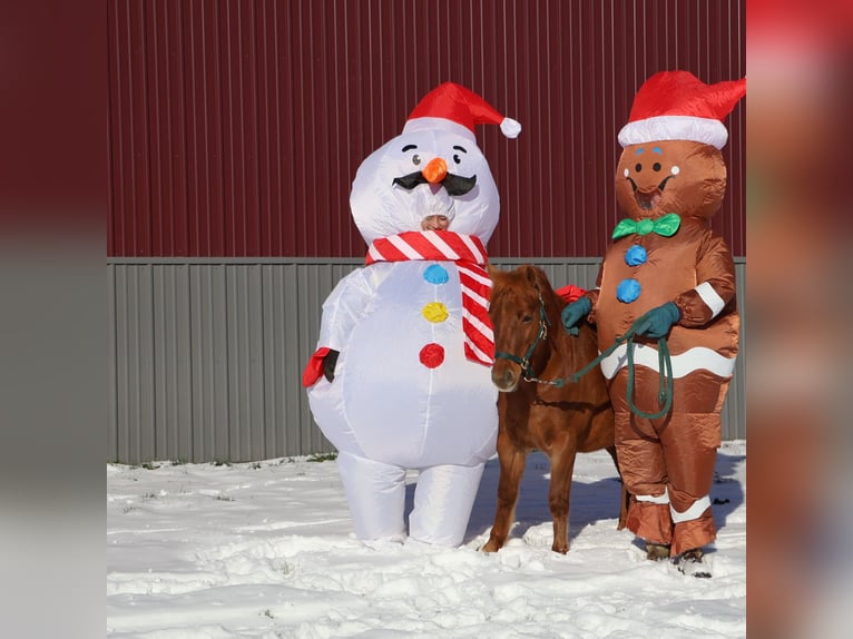 Shetland Ponys Stute 12 Jahre 122 cm Dunkelfuchs in Howell