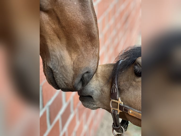 Shetland Ponys Stute 12 Jahre 88 cm Brauner in Reinbek