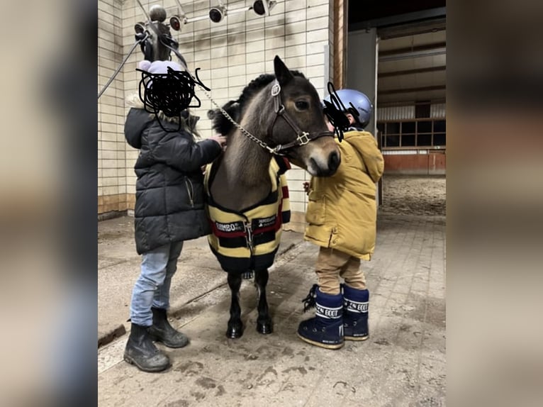 Shetland Ponys Stute 12 Jahre 88 cm Brauner in Reinbek