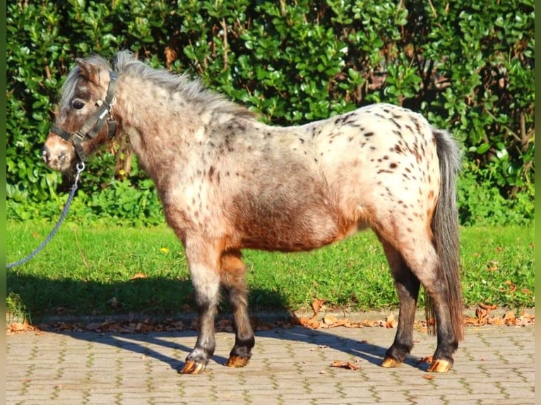 Shetland Ponys Stute 12 Jahre 90 cm Tigerschecke in Selsingen