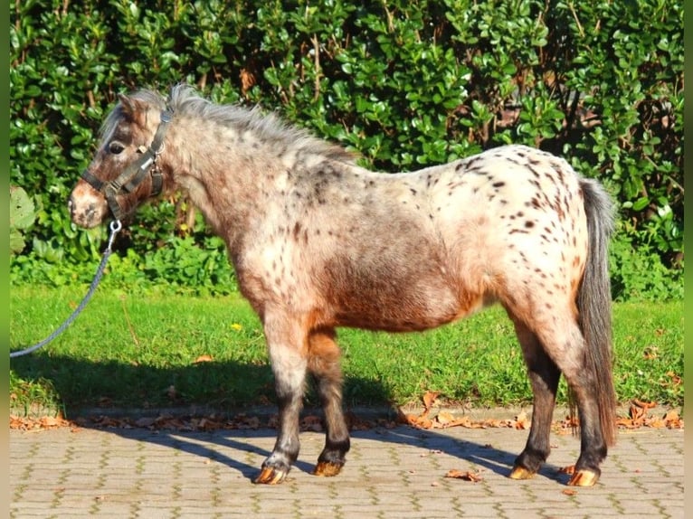 Shetland Ponys Stute 12 Jahre 90 cm Tigerschecke in Selsingen