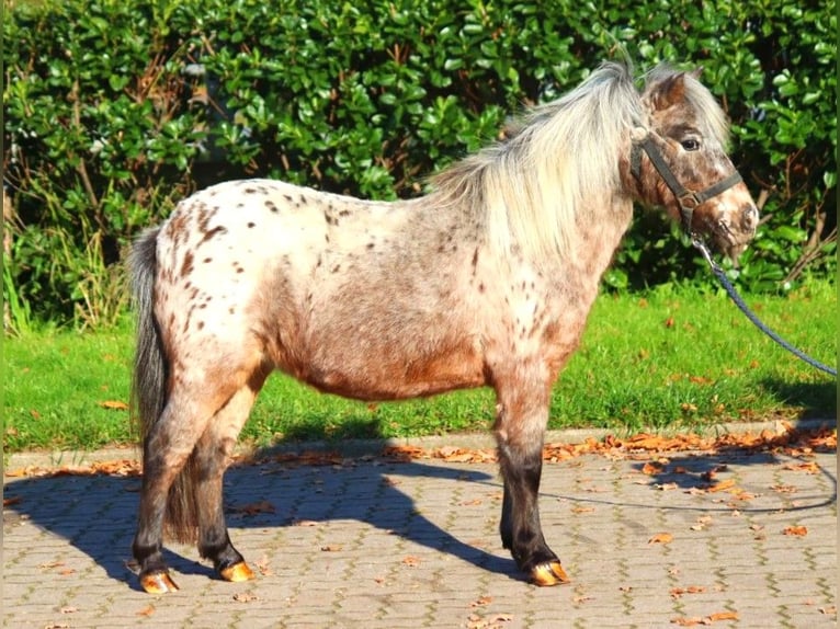 Shetland Ponys Stute 12 Jahre 90 cm Tigerschecke in Selsingen