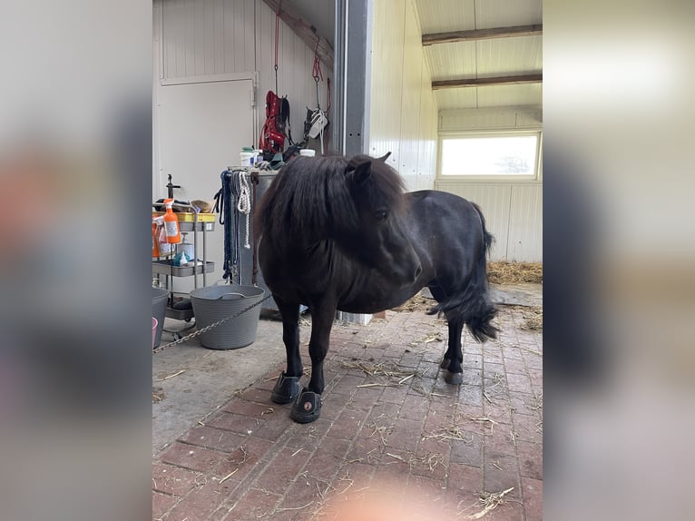 Shetland Ponys Stute 12 Jahre 95 cm Rappe in Visbek