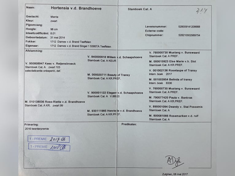 Shetland Ponys Stute 12 Jahre 98 cm Rappe in Schlitz