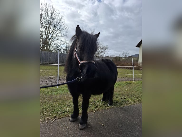 Shetland Ponys Stute 12 Jahre 98 cm Rappe in Schlitz