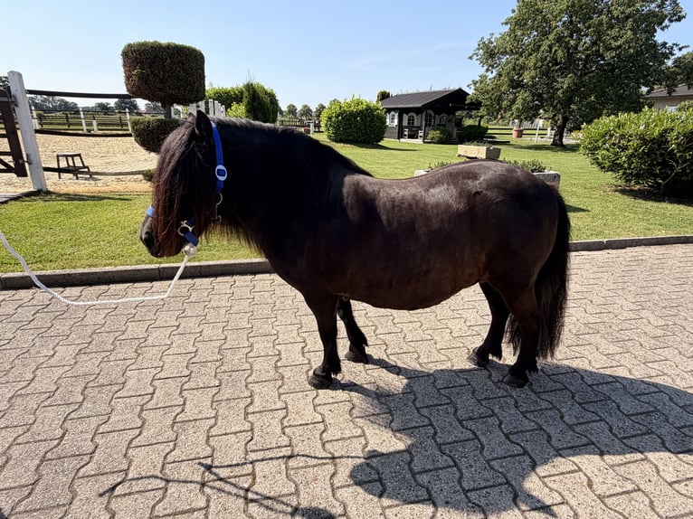 Shetland Ponys Stute 12 Jahre  in Nordwalde