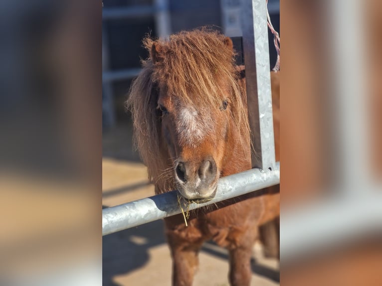 Shetland Ponys Stute 13 Jahre 100 cm Fuchs in Wattendorf